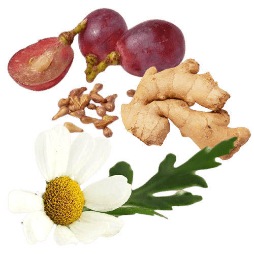 ProDentim Ingredients is Ginger, Feverfew, Grape seed extract