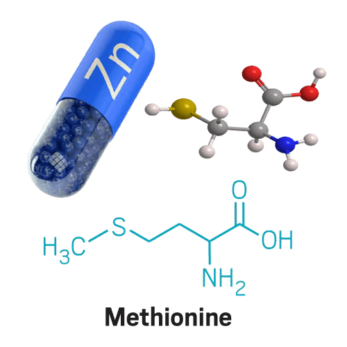 ProDentim Ingredients is L-cysteine and methionine, Zinc