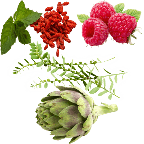 ProDentim Ingredients is Ingredients Berberine, Artichoke, red raspberry, and chanca piedra