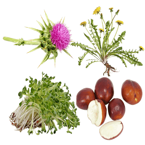 ProDentim Ingredients is Jujube Seeds, Alfalfa, Dandelion, Milk Thistle