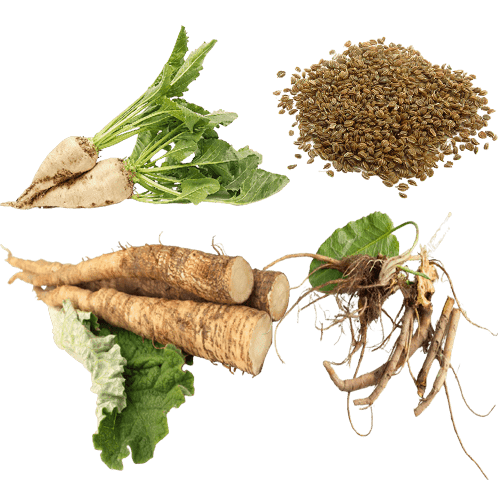ProDentim Ingredients is Chicory root, celery seed, burdock root, and yellow dock All of these ingredients listed above are detoxify the gut, thanks to their powerful antioxidant properties.